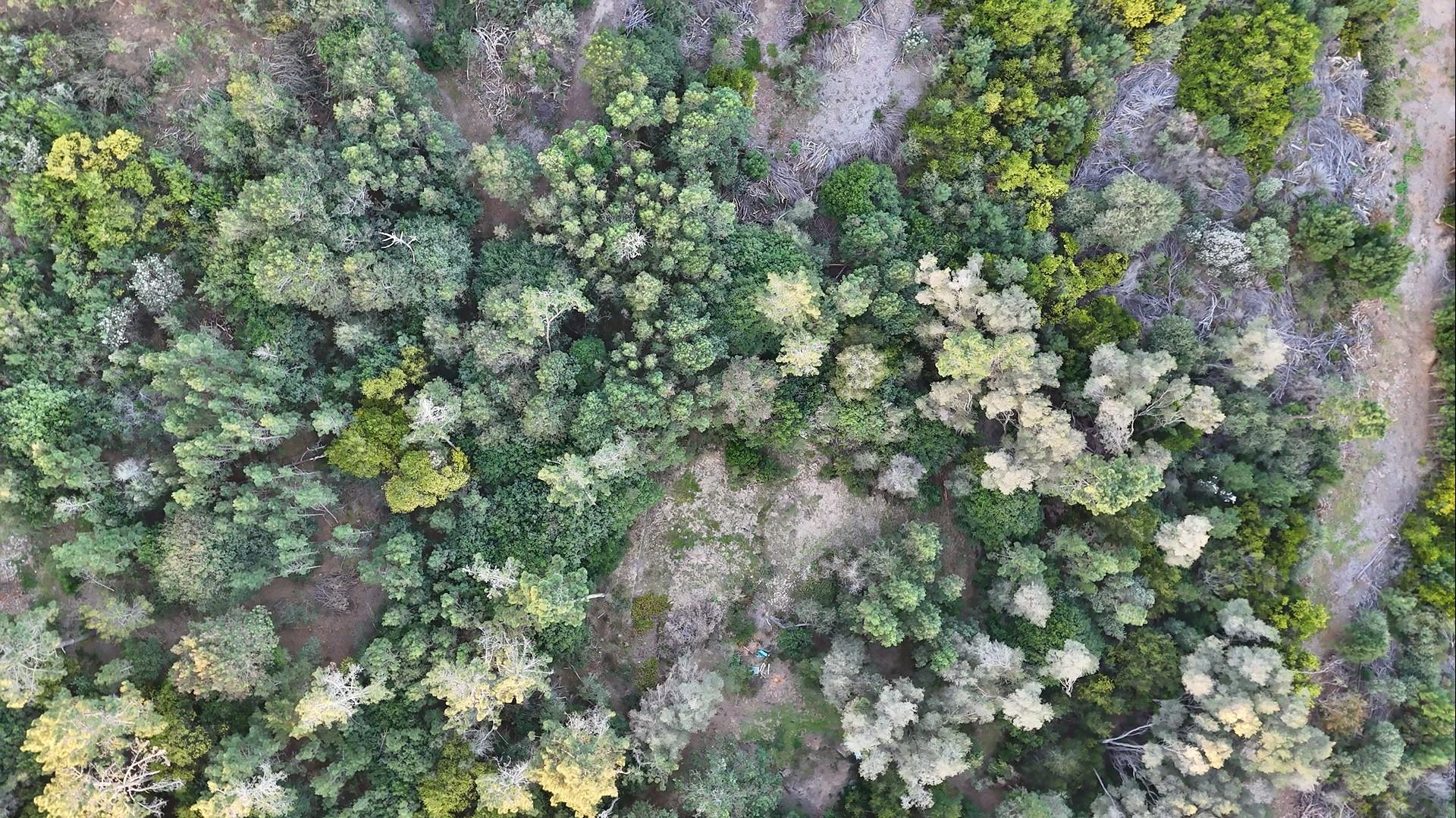 753438_2025-08-03_18_47_35-DJI_20250801173235_0012_D.jpg