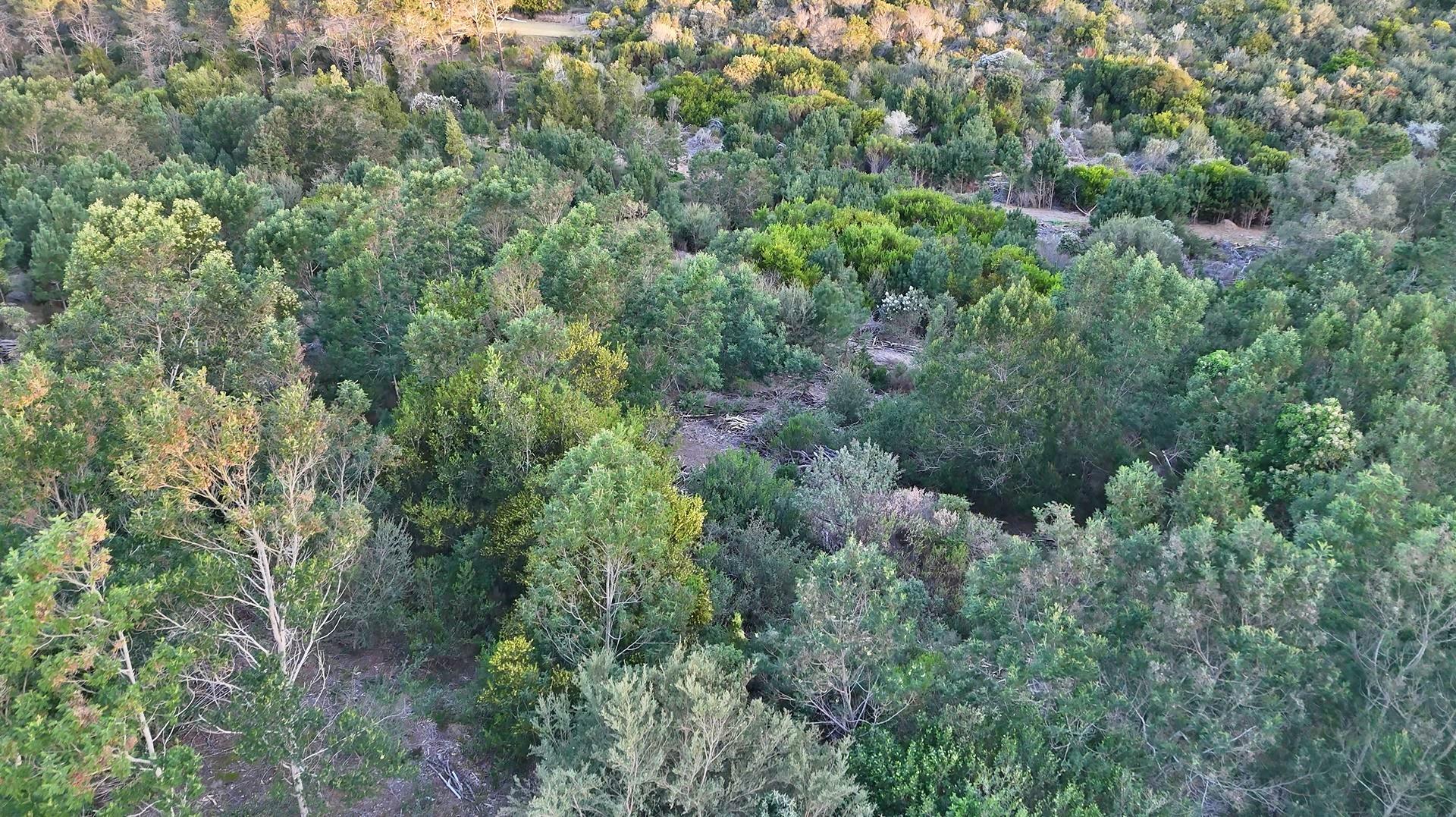 753438_2025-08-03_19_41_35-DJI_20250801173833_0020_D.jpg