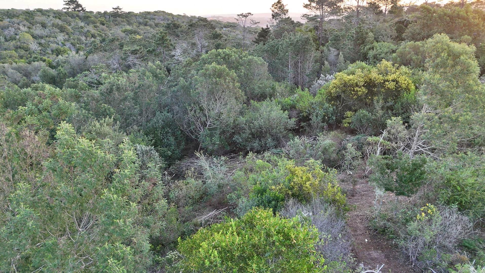 753438_2025-08-03_19_44_28-DJI_20250801174019_0022_D.jpg