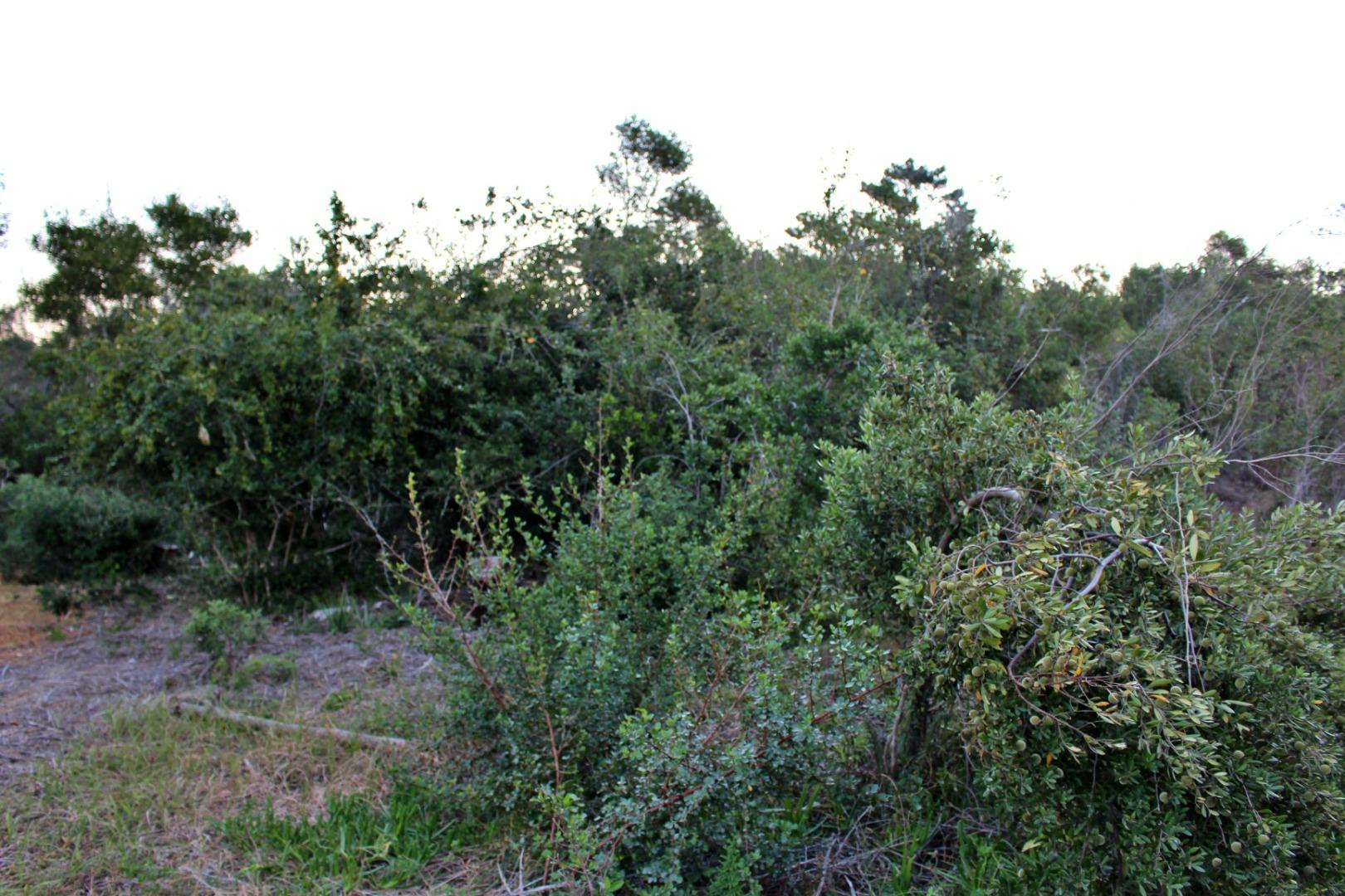 753438_IMG_8528.JPG